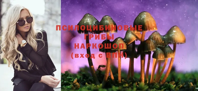 сколько стоит  Бор  Псилоцибиновые грибы Psilocybine cubensis 